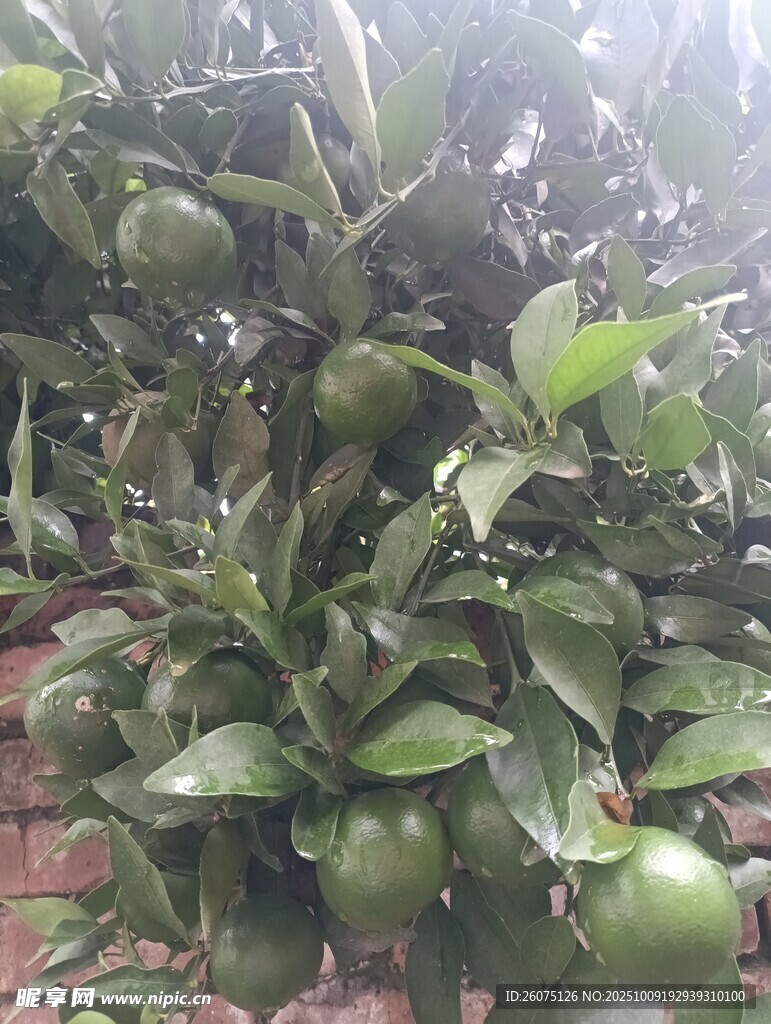 挂满青果的柑橘树