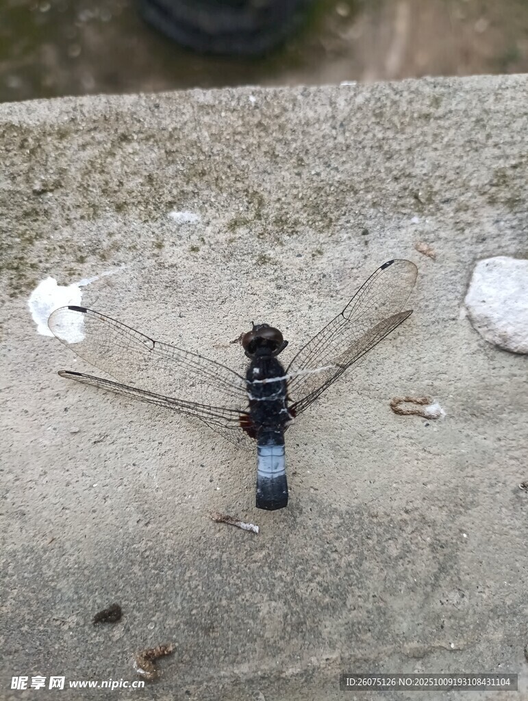 地面上的黑蓝相间蜻蜓