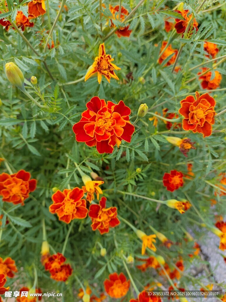 鲜艳万寿菊绽放