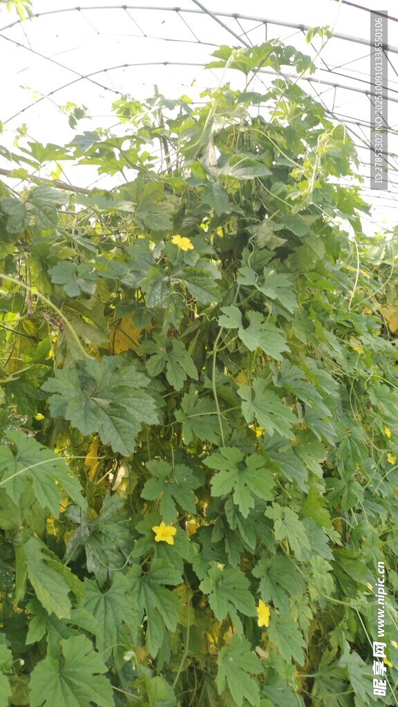 温室中的繁茂绿色植物