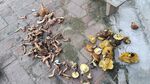 地上散落的多样菌类