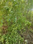 野外繁茂绿植景象
