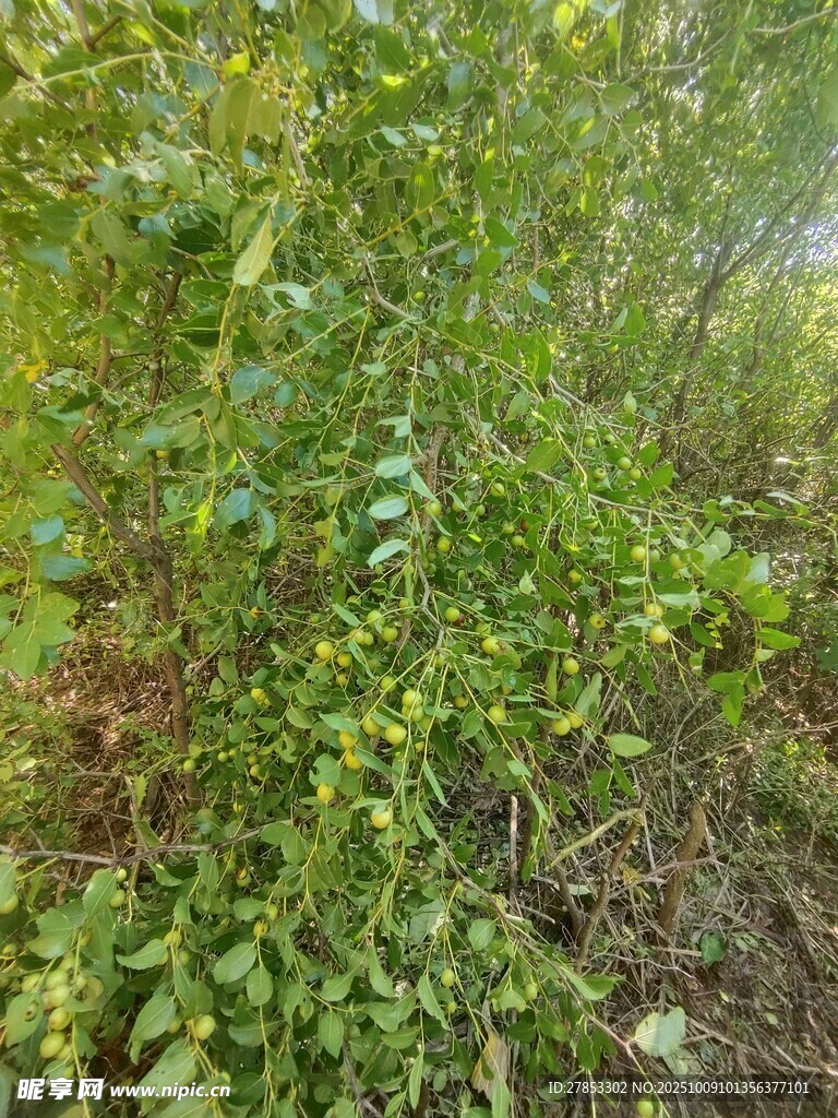 野外繁茂绿植景象