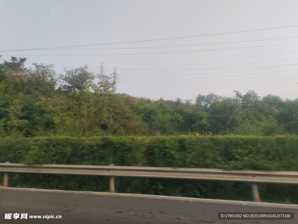 公路旁的葱郁植被