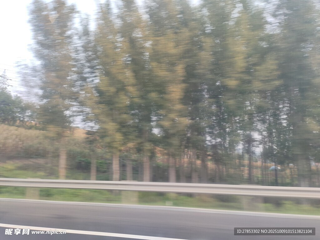 公路旁的树木景观
