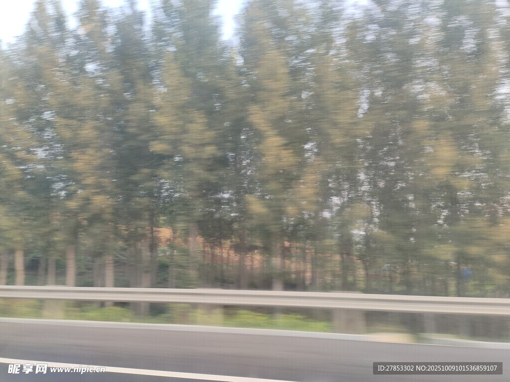 公路旁的茂密树林