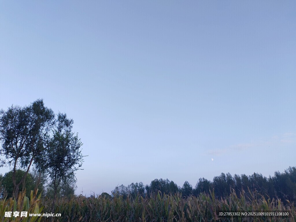 田野树木蓝天自然景象