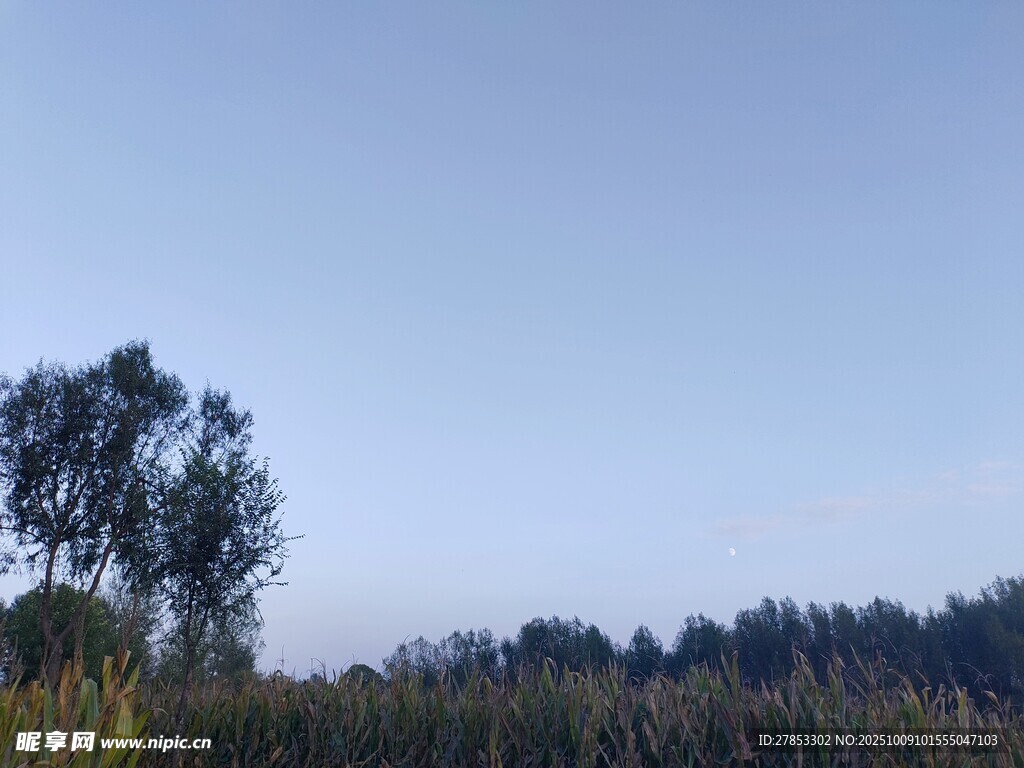 蓝天之下的树木景致