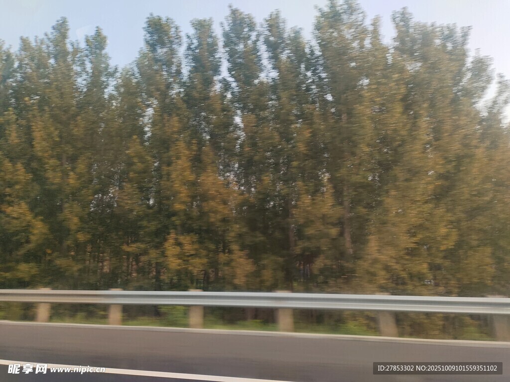 公路旁的茂密树林