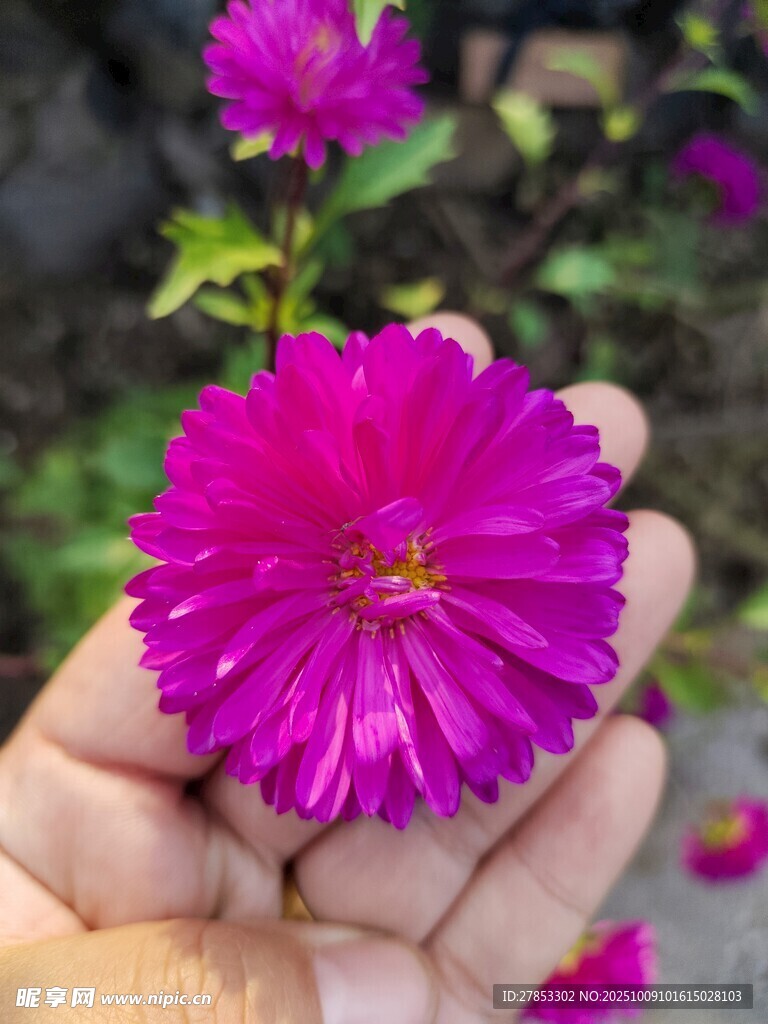 手捧艳丽紫菊