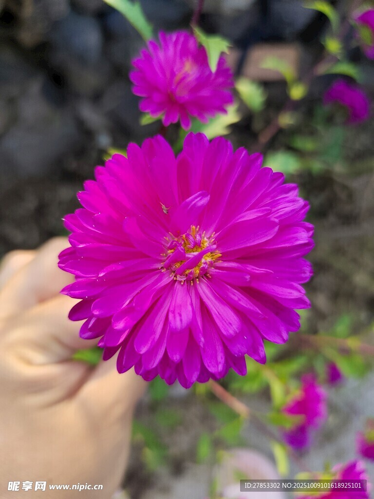 手捧艳丽紫花