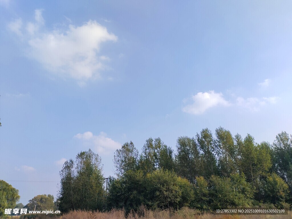 蓝天白云下的葱郁树林