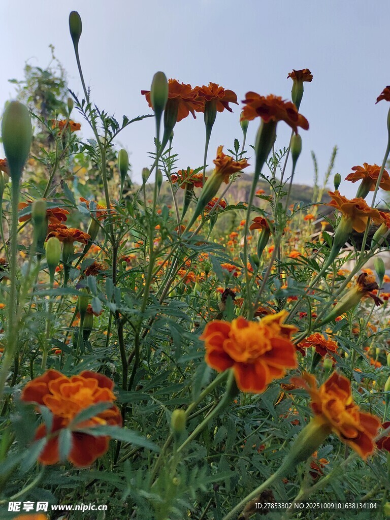 田野中的艳丽万寿菊