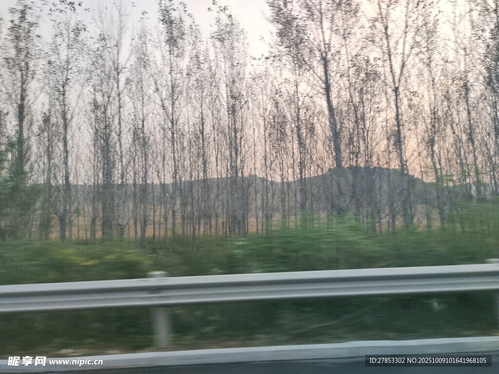 公路旁的稀疏树林景观