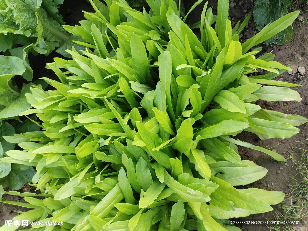 翠绿茂盛的绿植盆栽