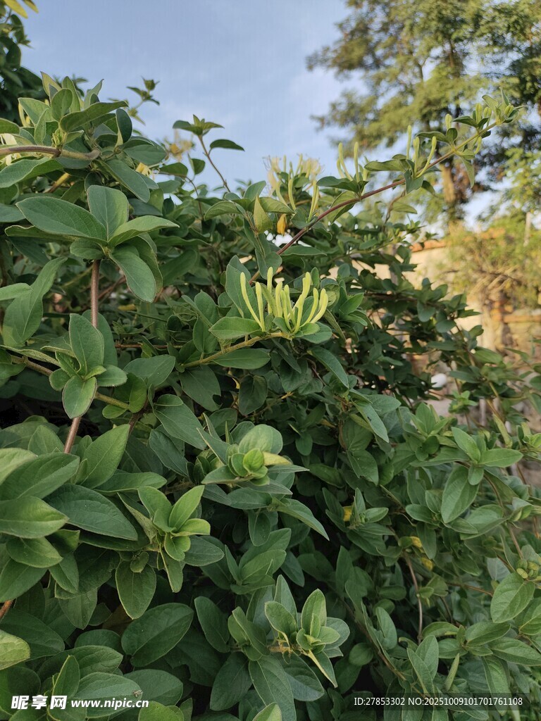 繁茂绿植景观