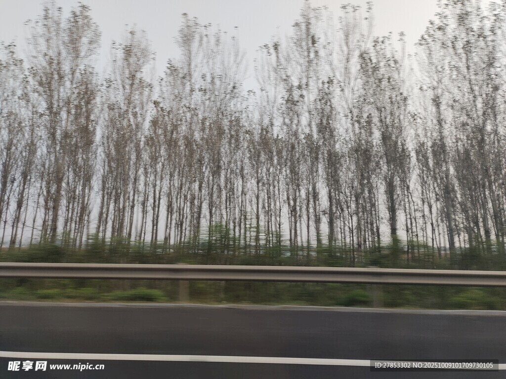 公路旁的挺拔树木