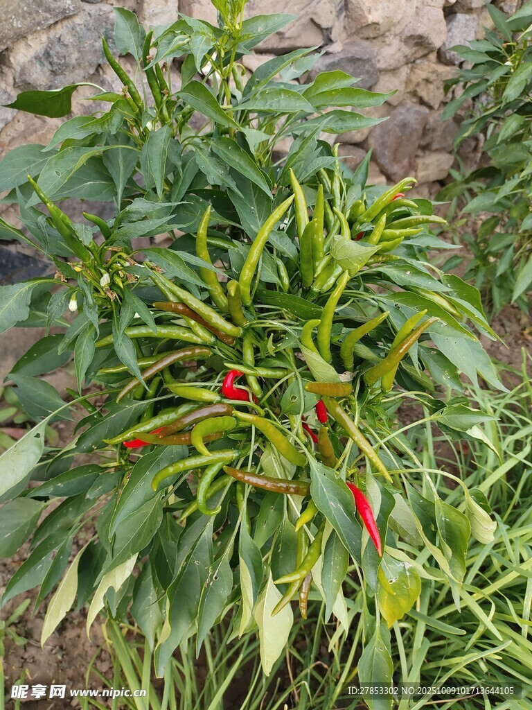 田间生长的多彩辣椒植株