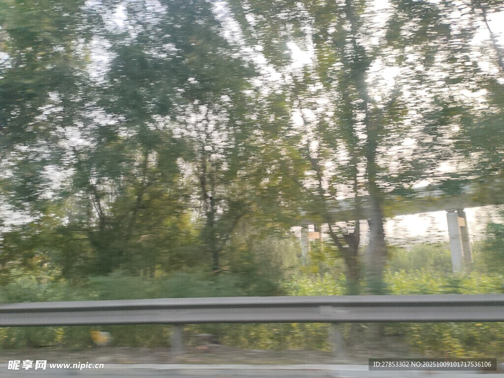 公路旁葱郁树林景观