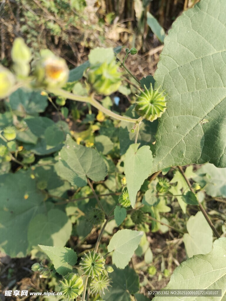 绿叶间的植物细节