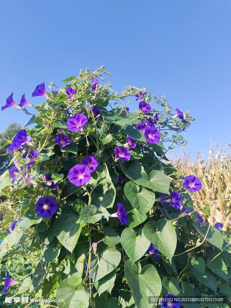 蓝天下绽放的紫色牵牛花