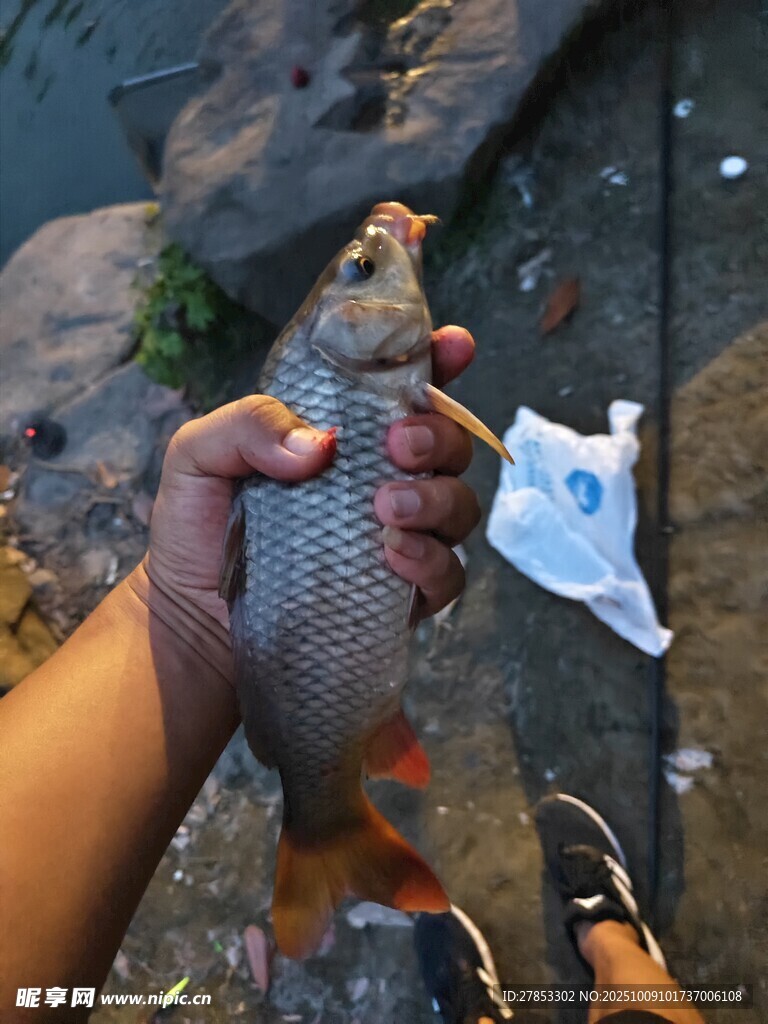 手捧鲜活鲤鱼