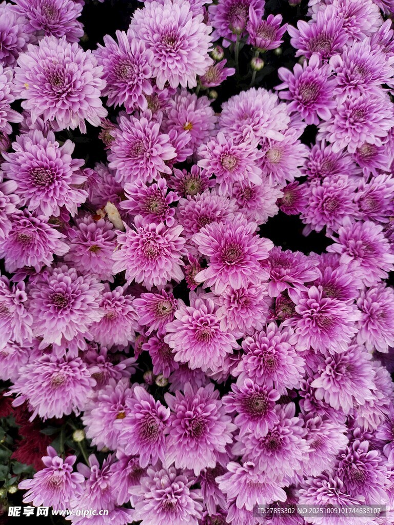 紫色繁花绽放