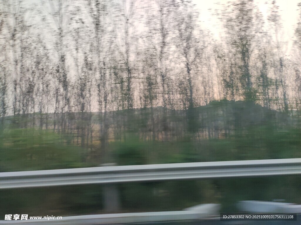 公路旁的稀疏树木景象