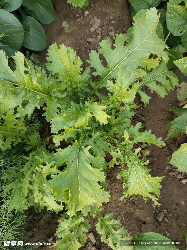 嫩绿生菜植株特写