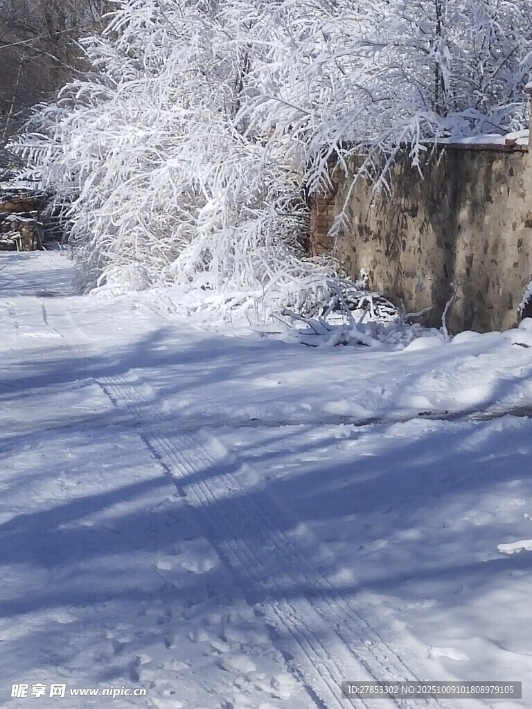 冬日雪景中的雪地与树木