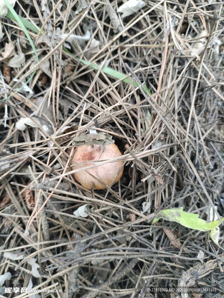 草丛中的圆形物体