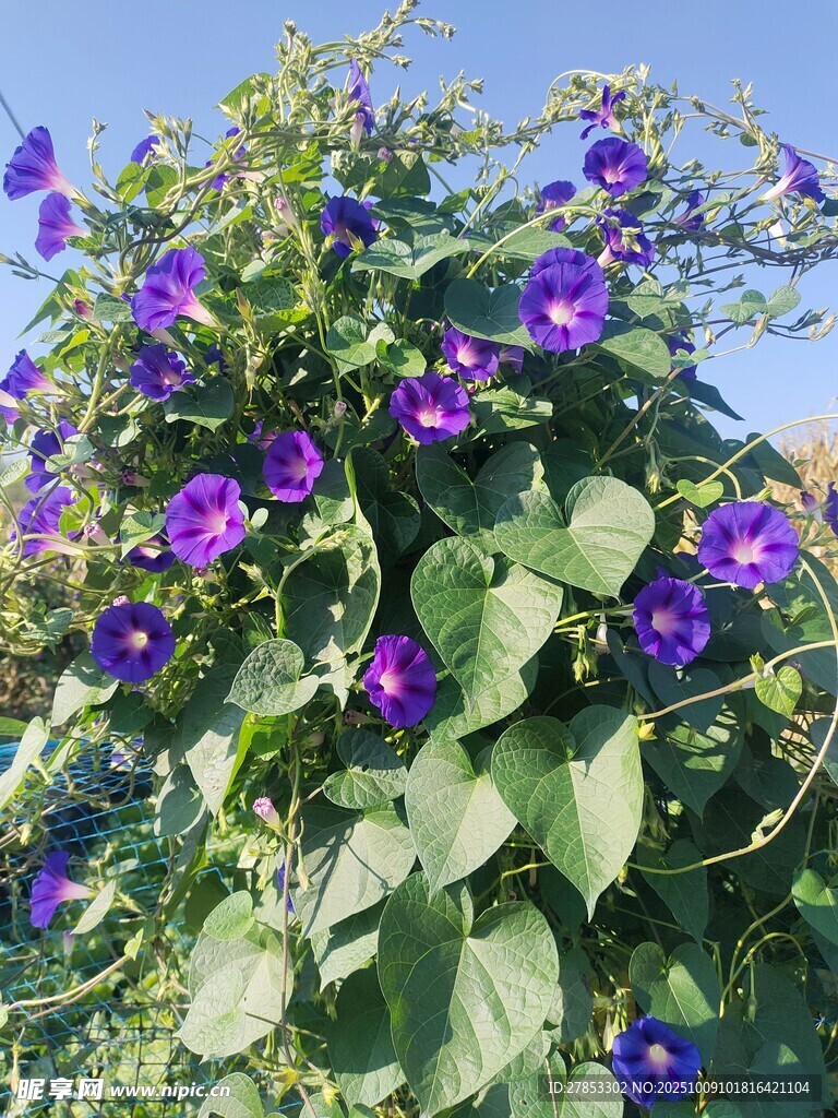 盛开的紫色牵牛花