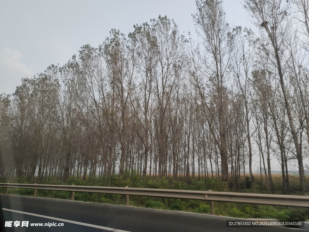 公路旁的挺拔树林