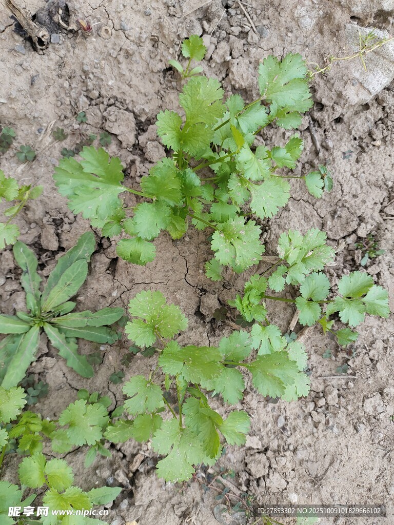 地面生长的嫩绿植物