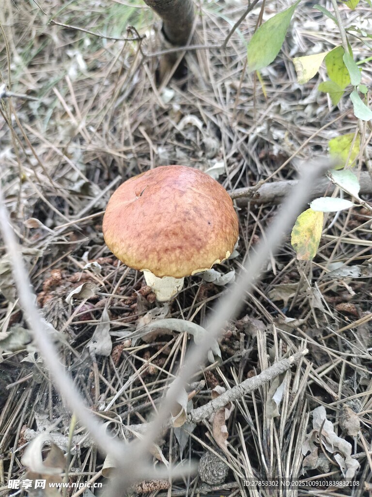 林间棕色蘑菇