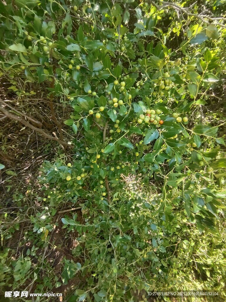 茂密绿植景观