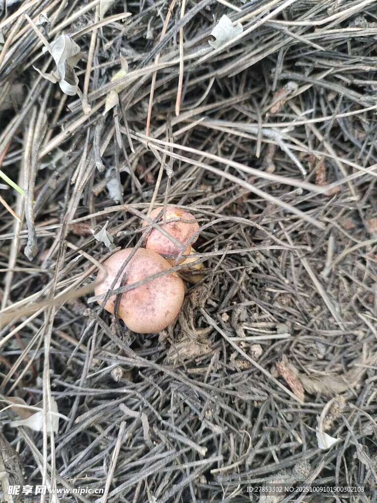 地面上的两枚棕色物体
