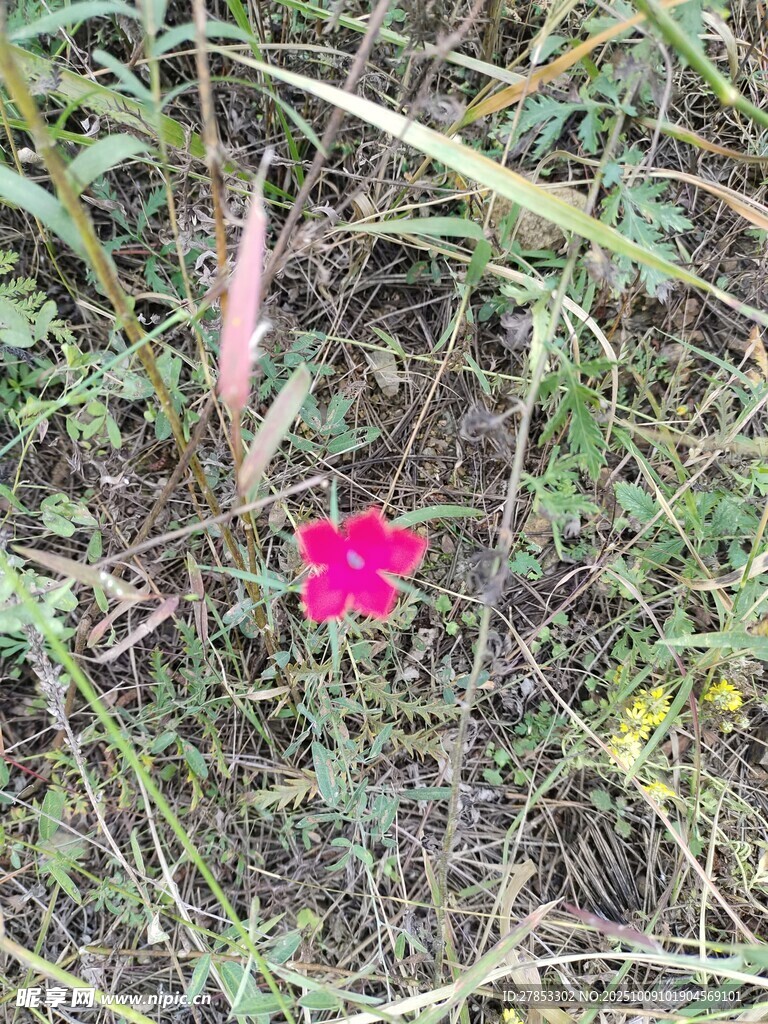 草丛中的娇艳小红花