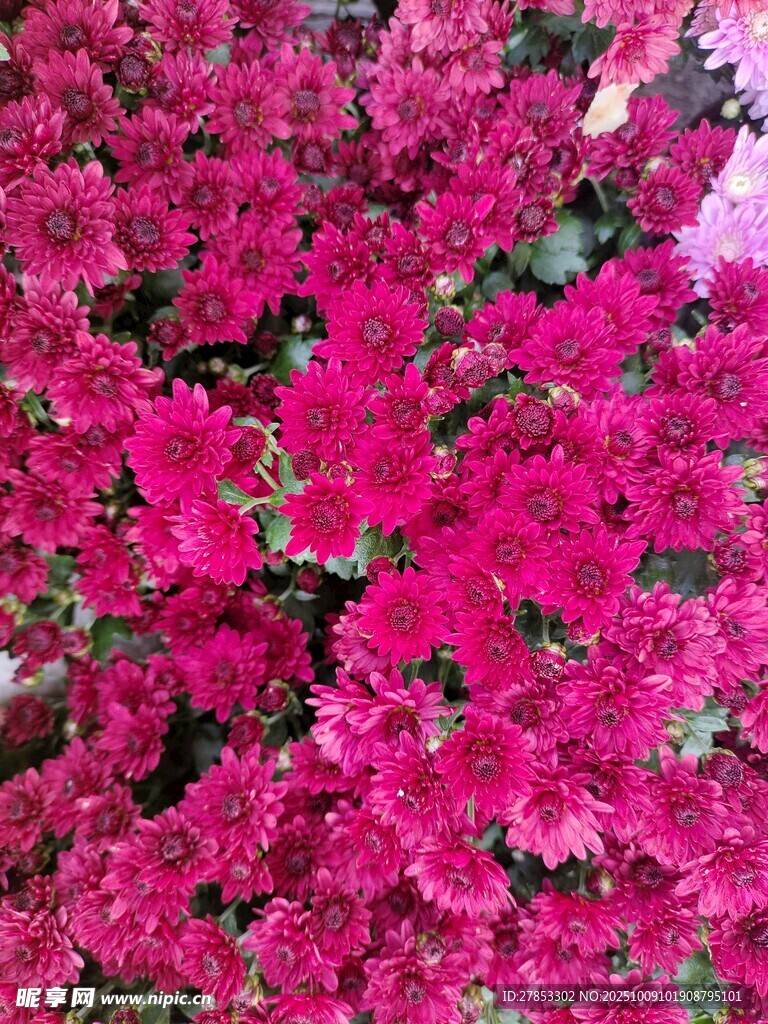 艳丽多彩的盛放菊花