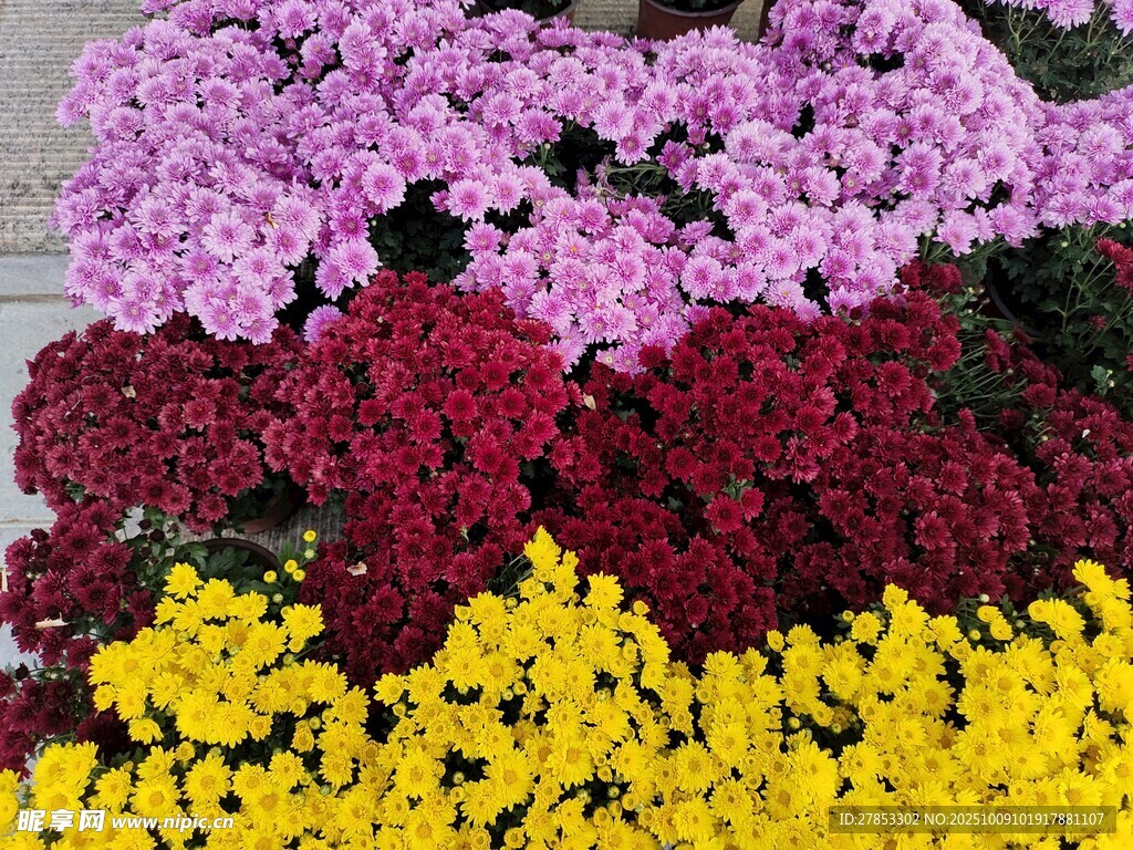 多彩菊花绽放