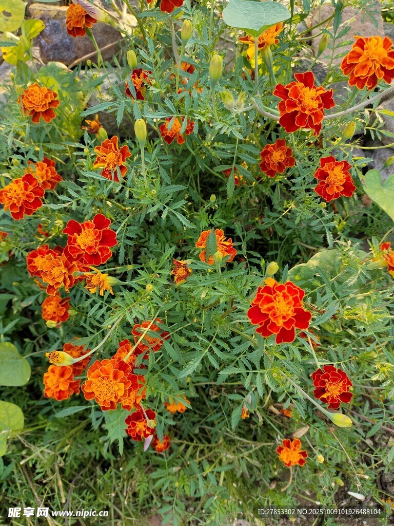 鲜艳万寿菊绽放绿意间
