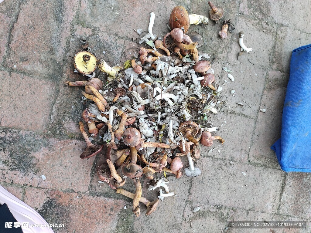 地上堆放的多样野生菌类