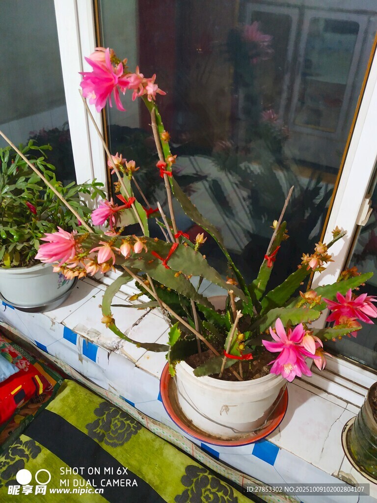 窗台上绽放的粉色花卉