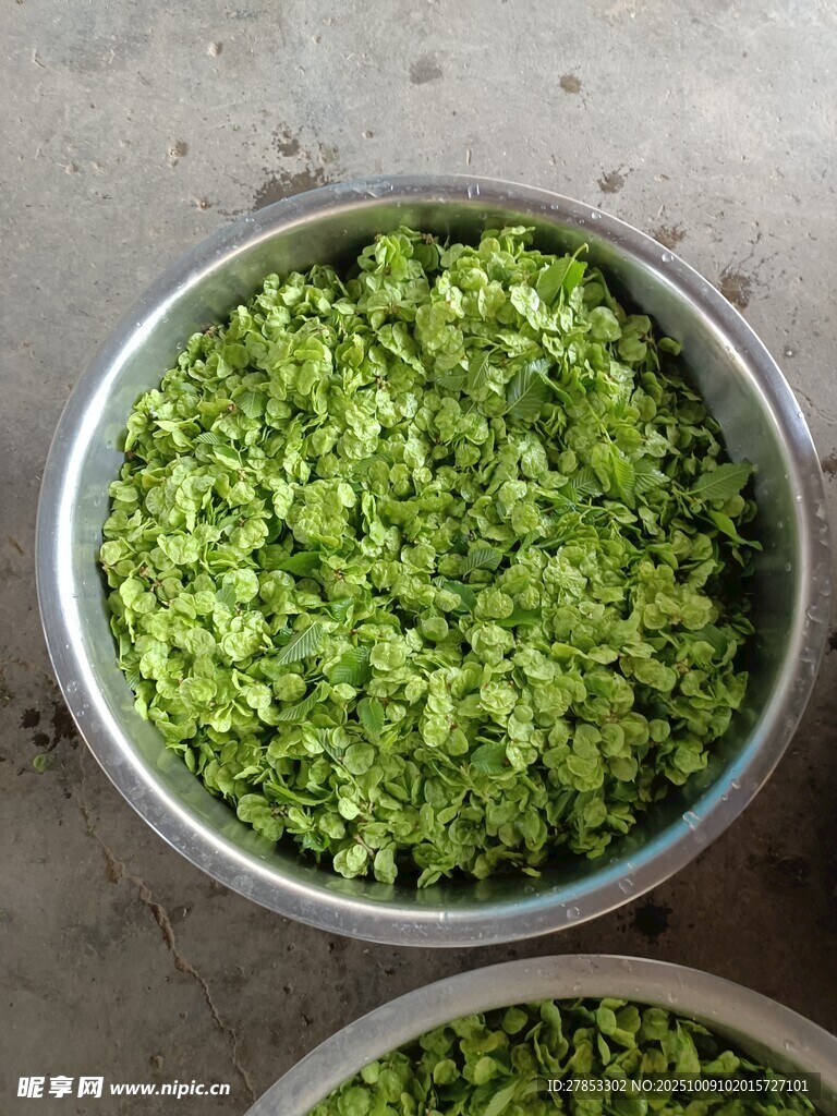 一碗翠绿切碎的新鲜蔬菜