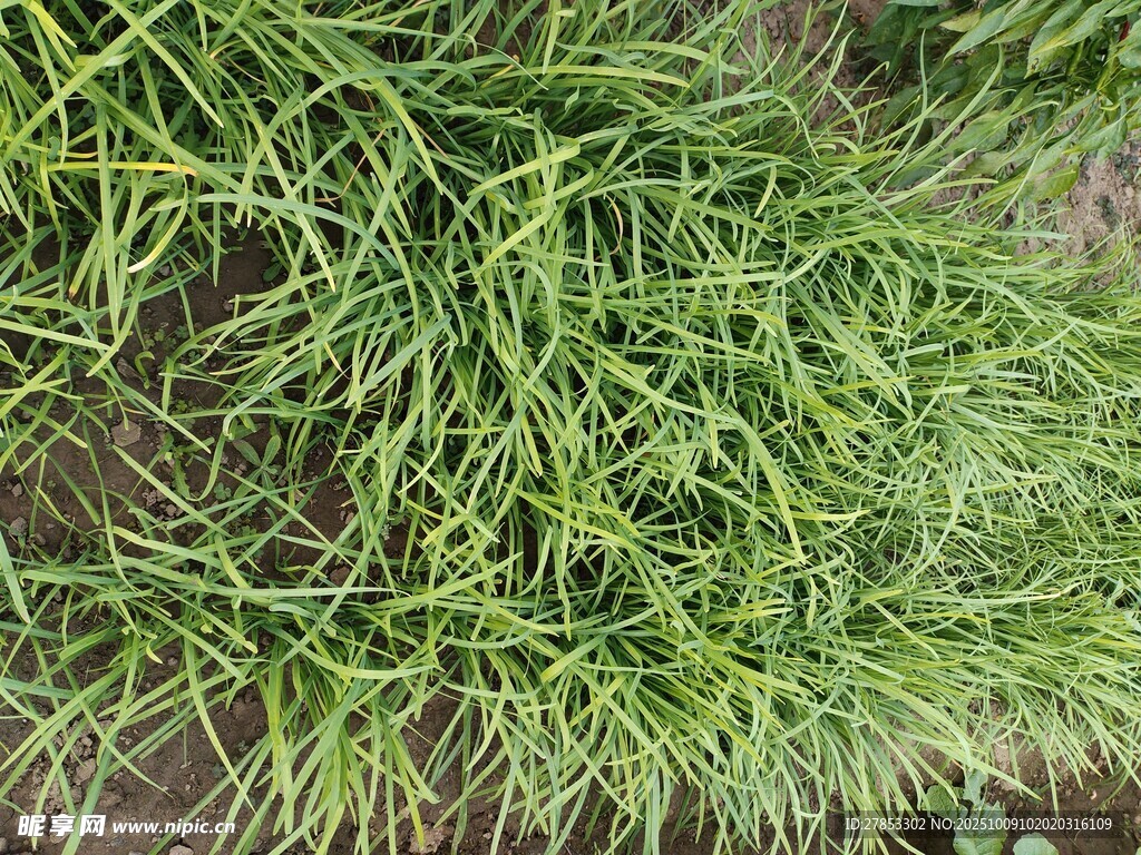 翠绿细长草叶特写