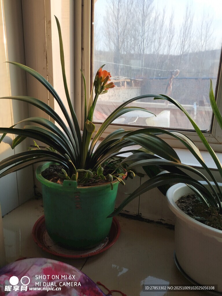 窗边绿植绽放美丽花朵