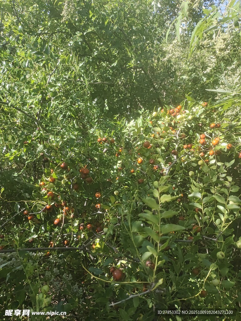 繁茂绿植中的橙色果实