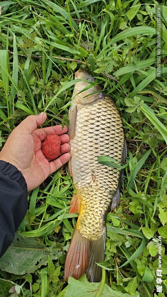手捧红果与鱼的自然场景