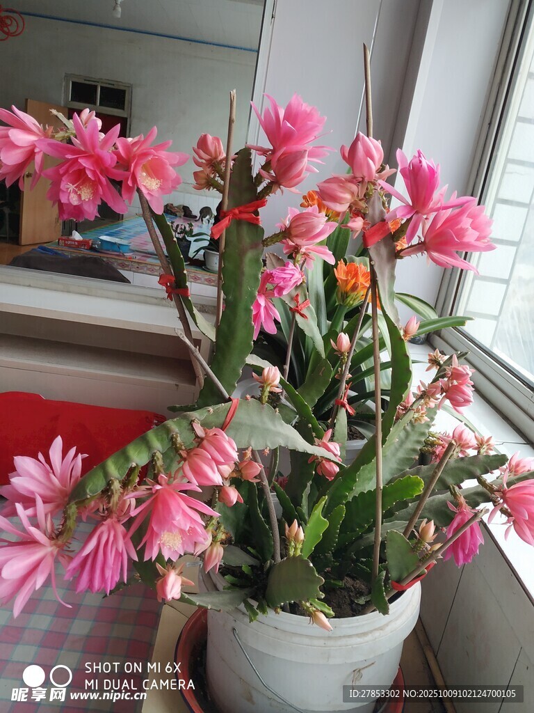 粉色绽放的盆栽花卉