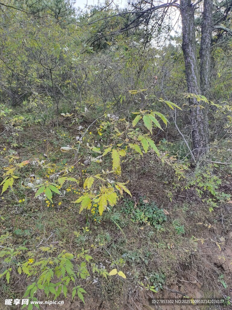 林间繁茂植被景象